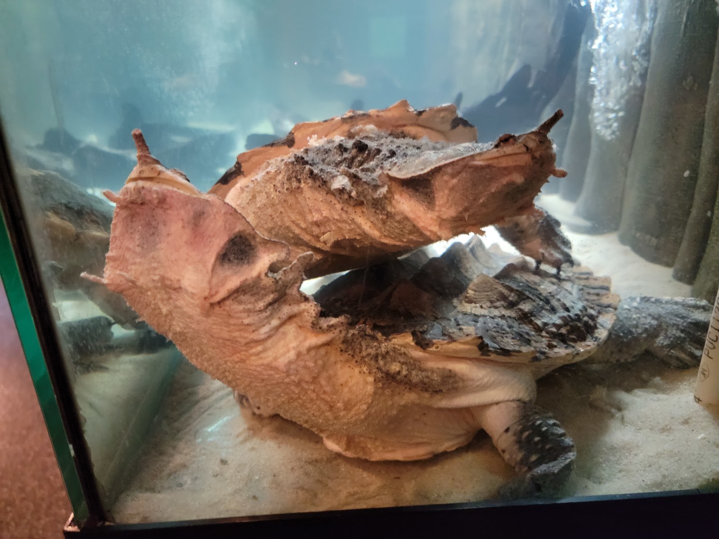 Smithsonian 2/22 - Amazonia, matamata