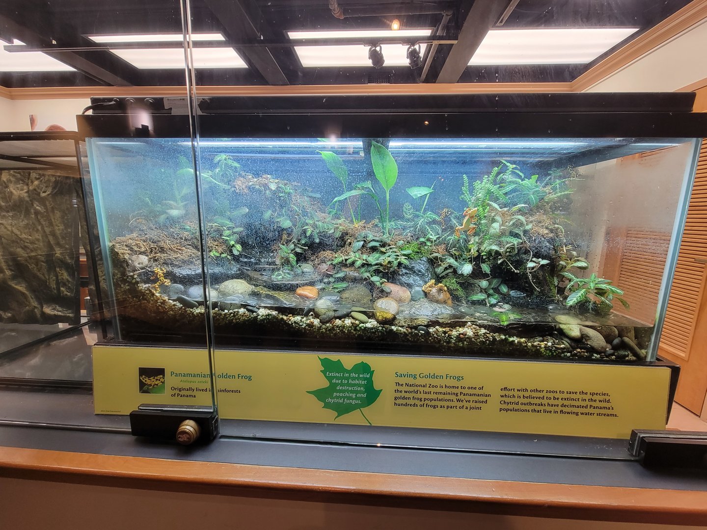 Smithsonian 2/22 - Amazonia, Panamanian golden frog