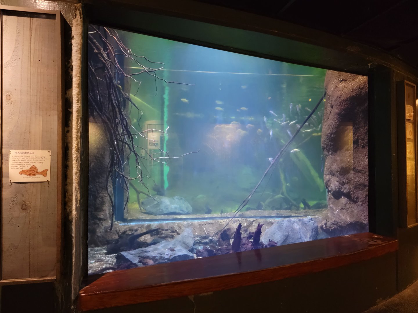 Smithsonian 2/22 - Amazonia, piranha tank