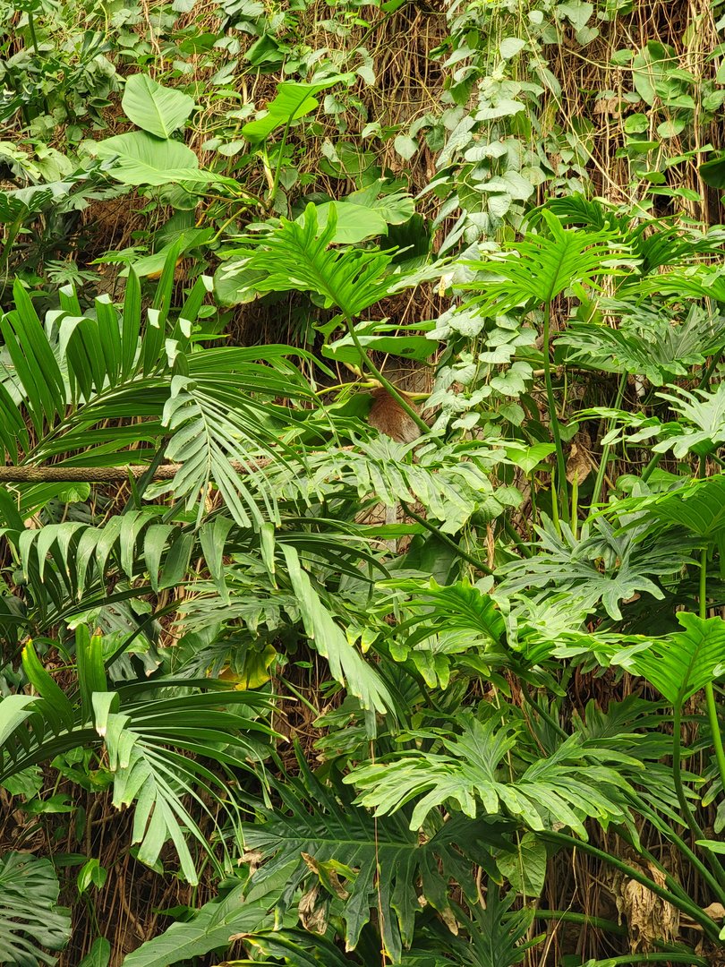 Smithsonian 2/22 - Amazonia, primate running across rope bridge