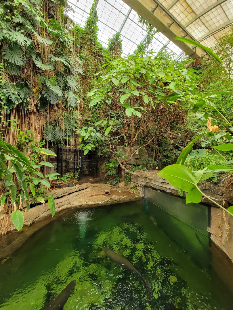 Smithsonian 2/22 - Amazonia, second floor free-flight area, above arapaima tank