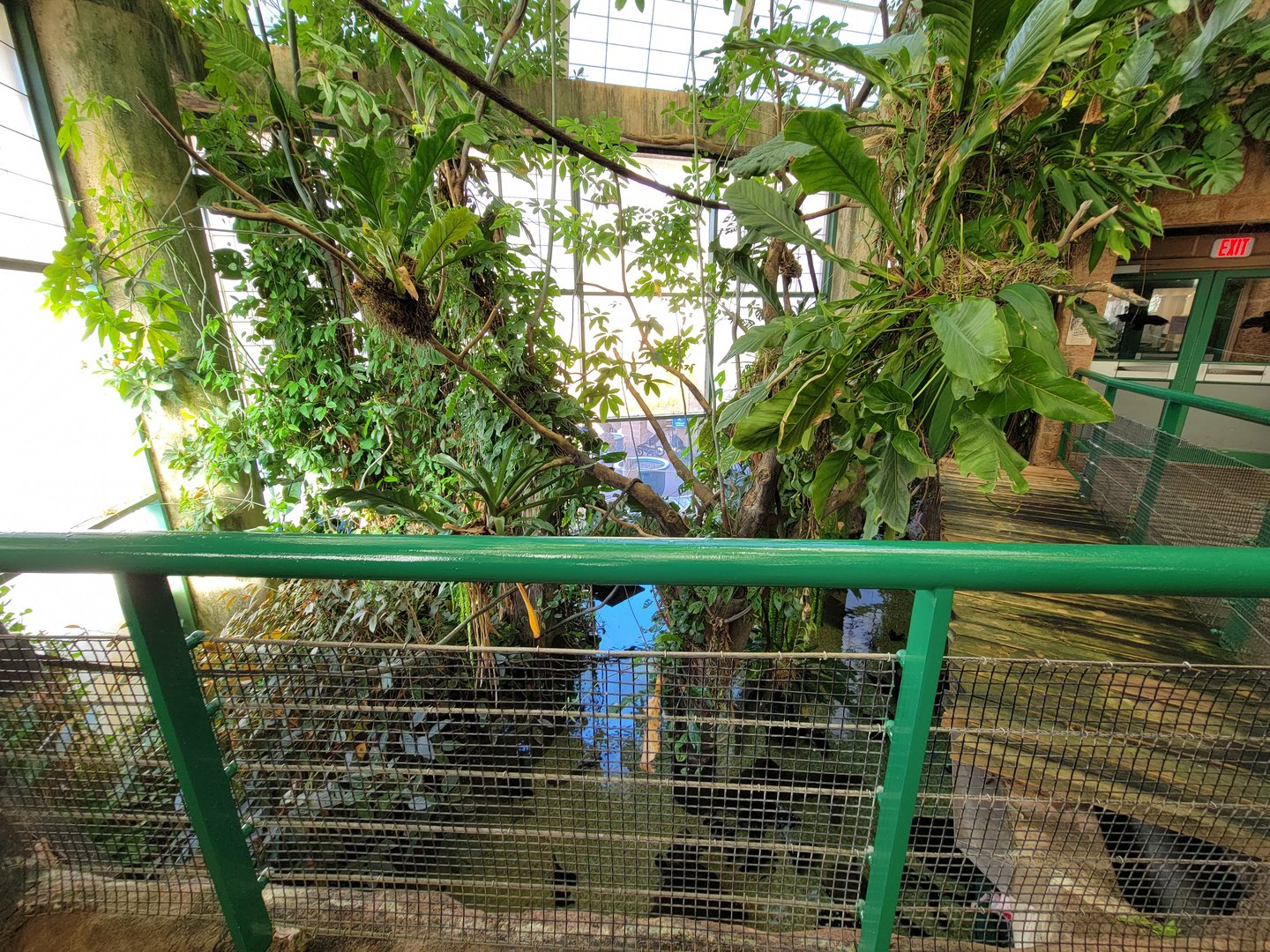 Smithsonian 2/22 - Amazonia, second floor free-flight area, above entrance pool