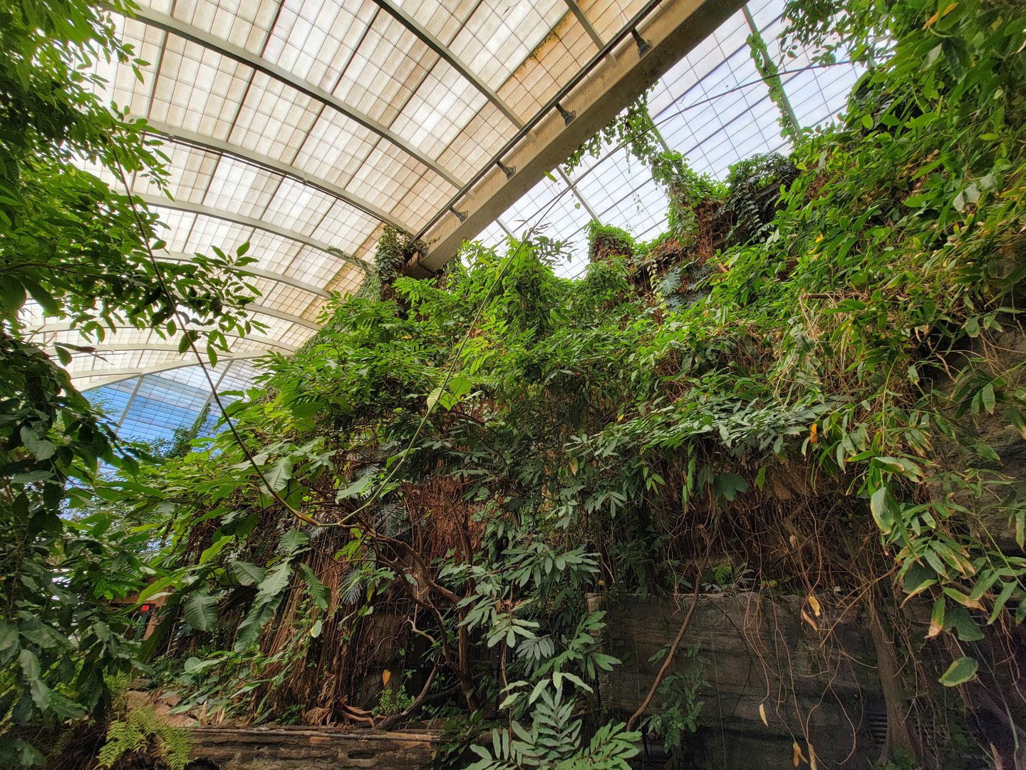 Smithsonian 2/22 - Amazonia, second floor free-flight area