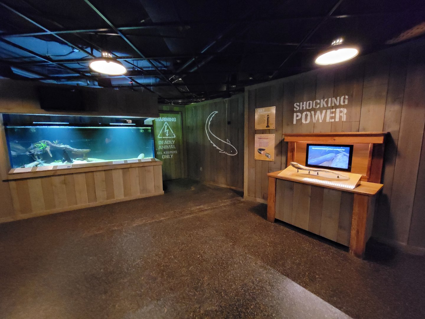 Smithsonian 2/22 - Amazonia, Shocking Power area, knifefish and electric eel