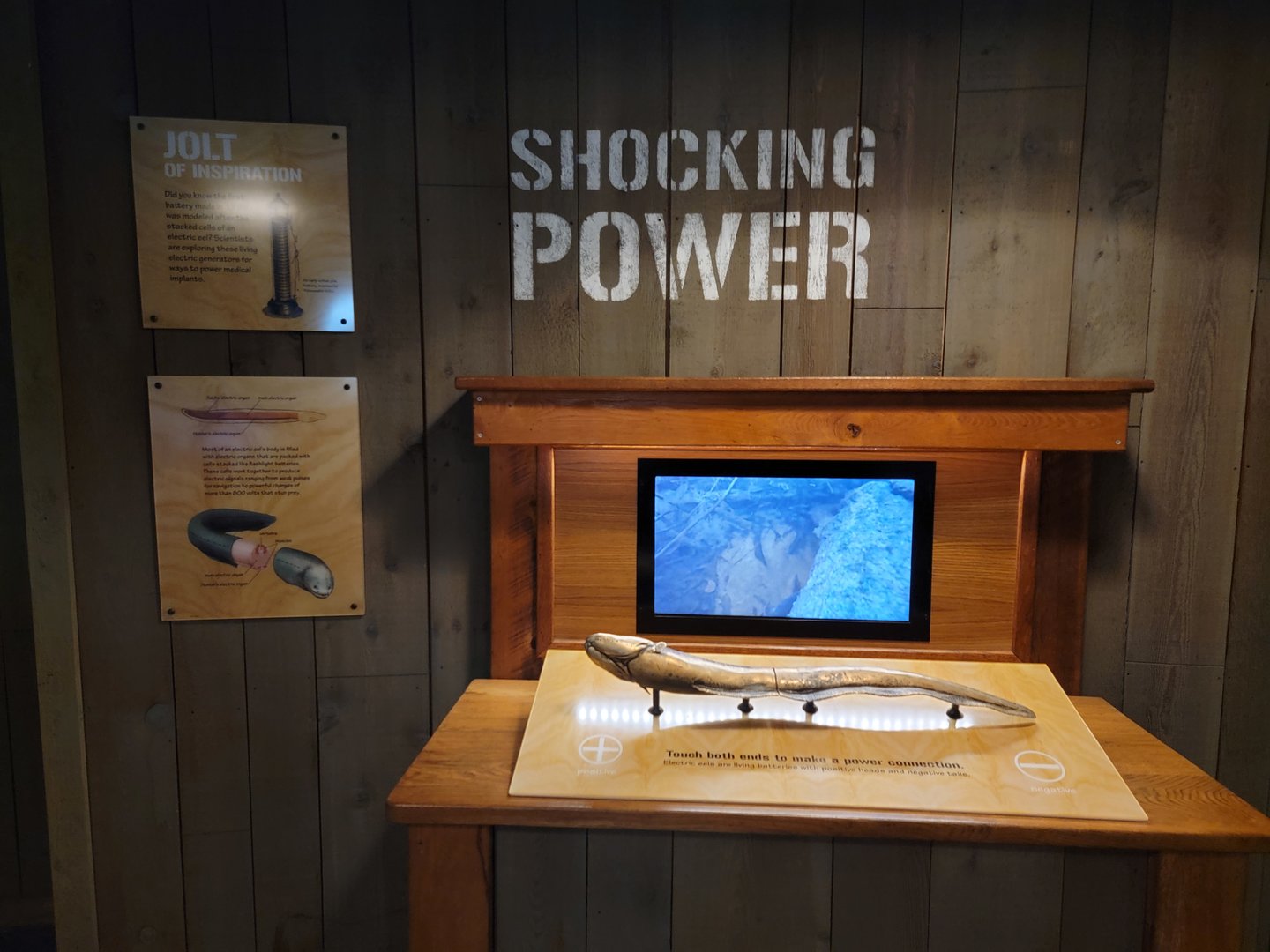 Smithsonian 2/22 - Amazonia, Shocking Power area, knifefish and electric eel