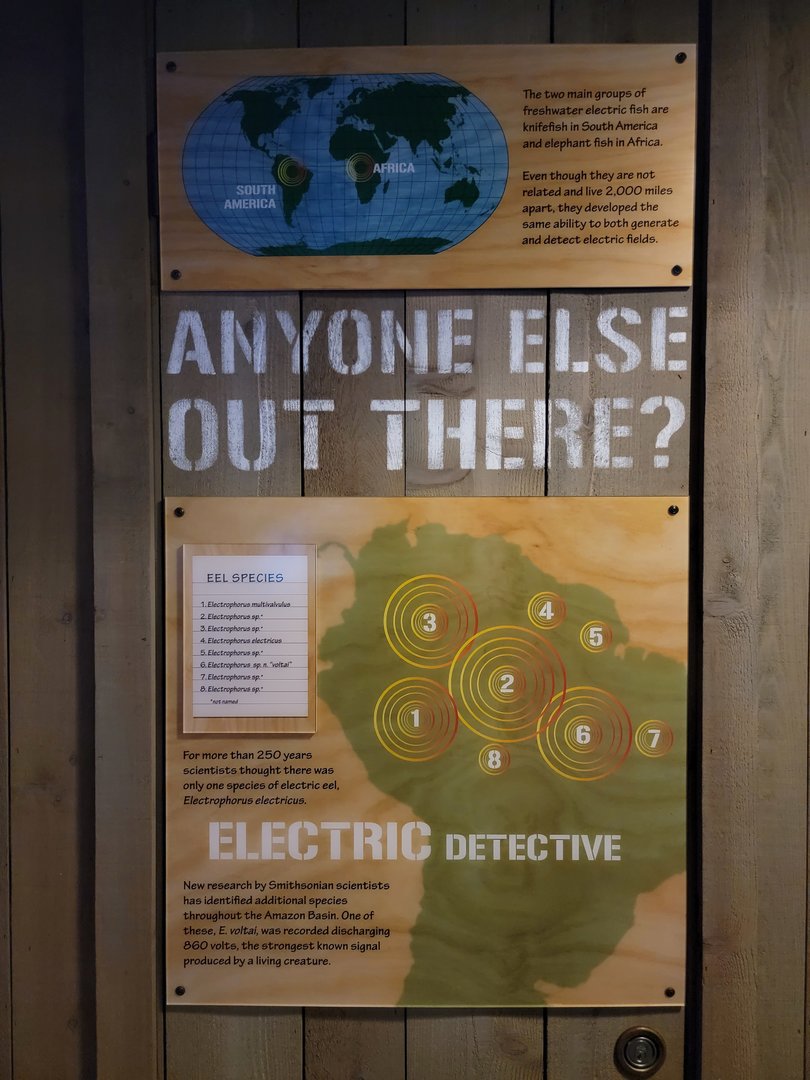 Smithsonian 2/22 - Amazonia, Shocking Power area, knifefish and electric eel