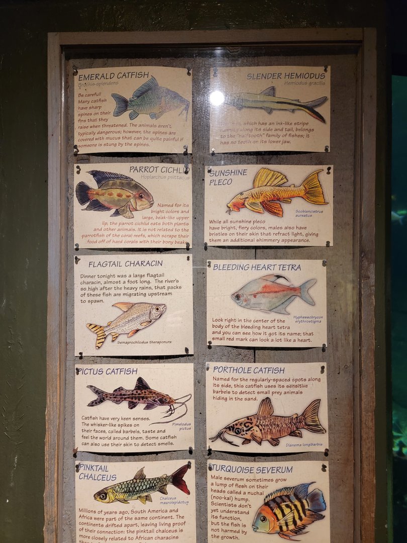 Smithsonian 2/22 - Amazonia, signage example