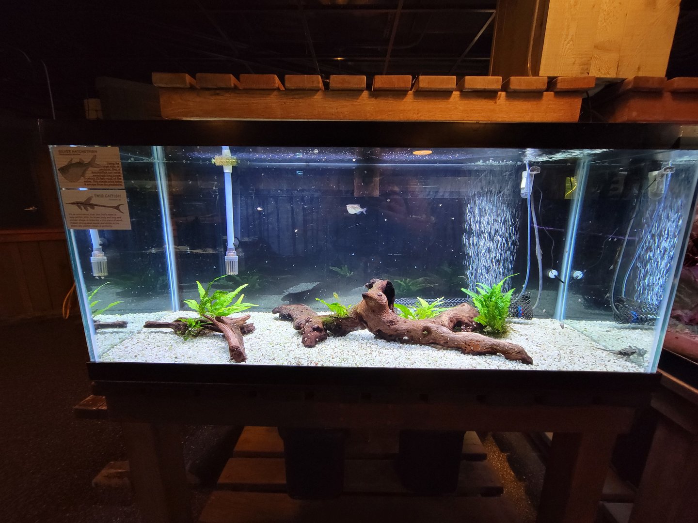 Smithsonian 2/22 - Amazonia, silver hatchetfish and twig catfish