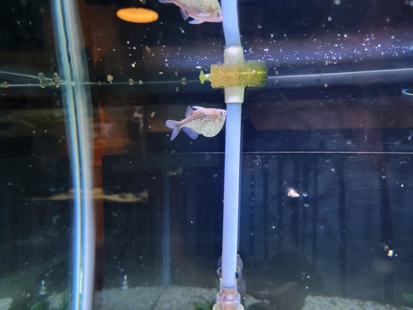 Smithsonian 2/22 - Amazonia, silver hatchetfish