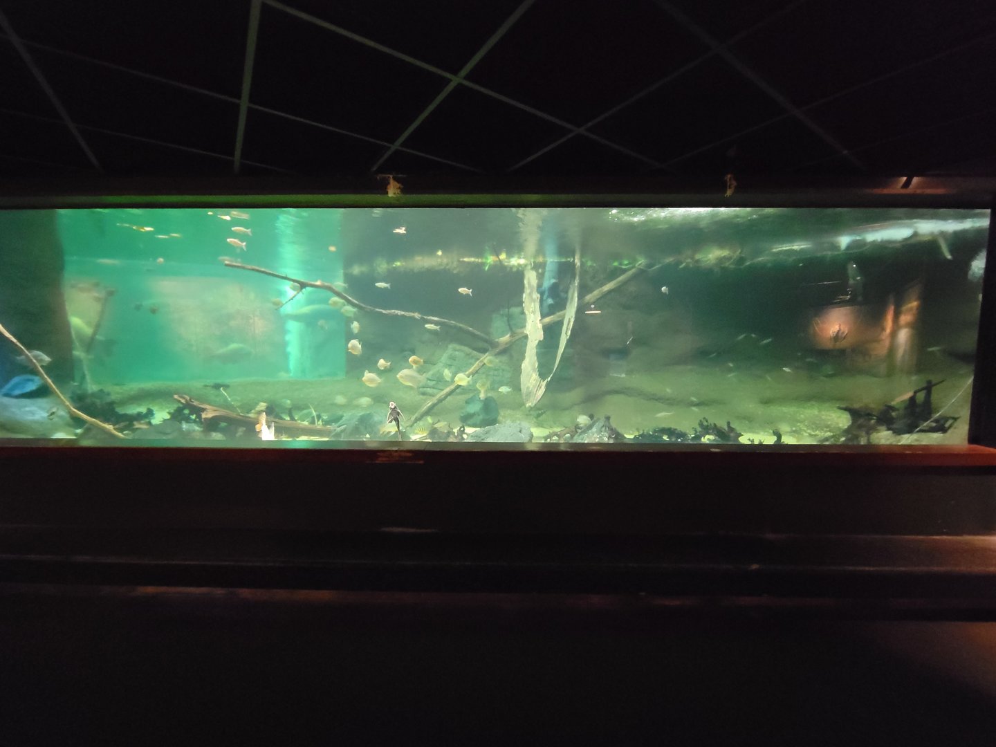 Smithsonian 2/22 - Amazonia, smaller species tank