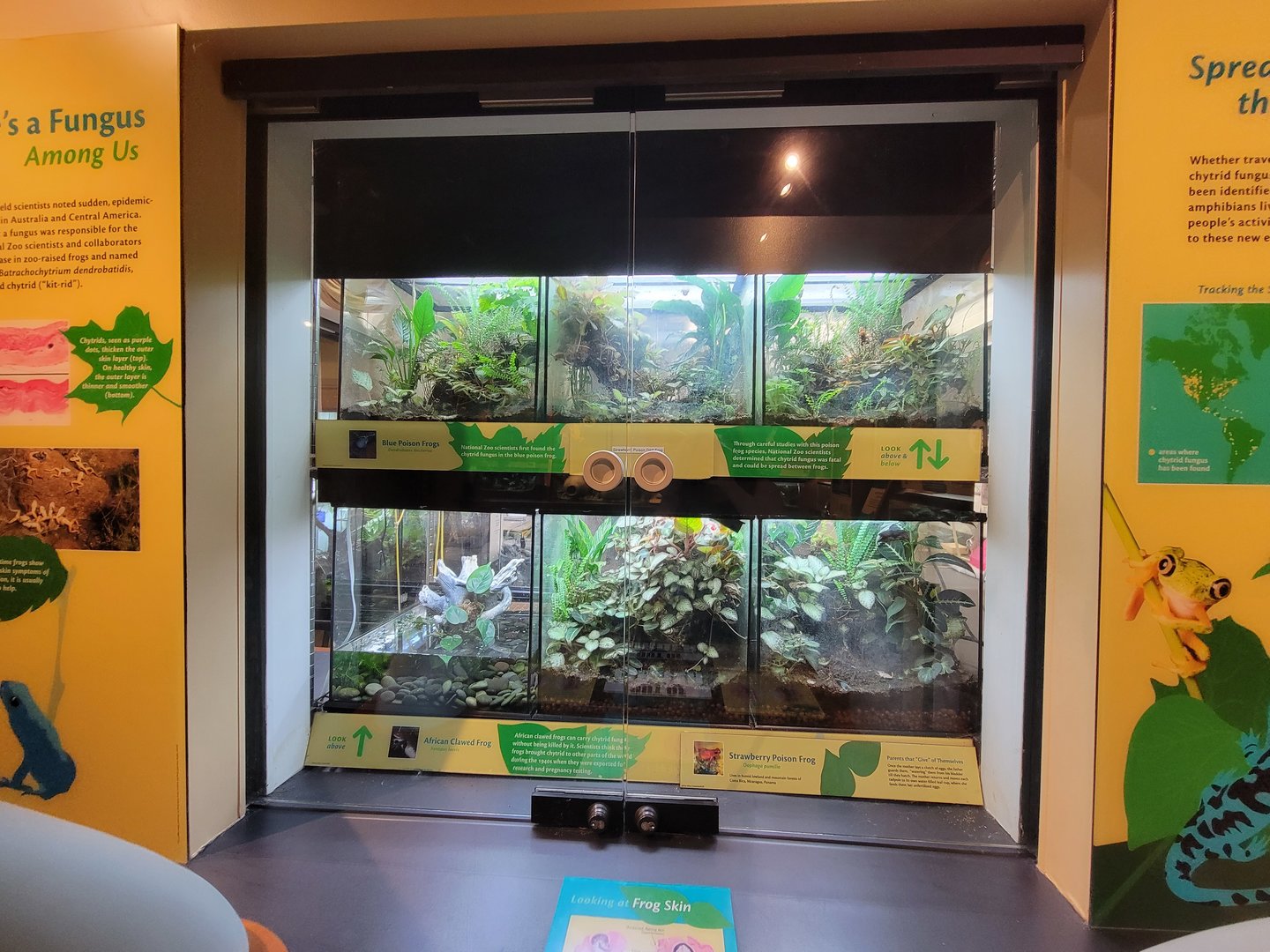 Smithsonian 2/22 - Amazonia, Strawberry poison dart frogs, blue-phase dyeing pdfs, and african clawed frogs