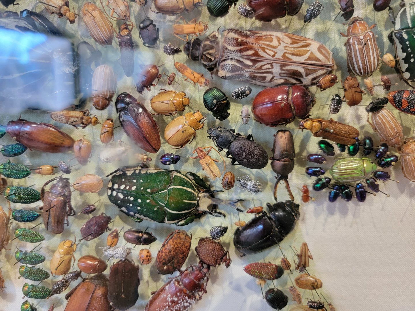 Smithsonian 2/22 - Amazonia, The Incredible Beetles close up