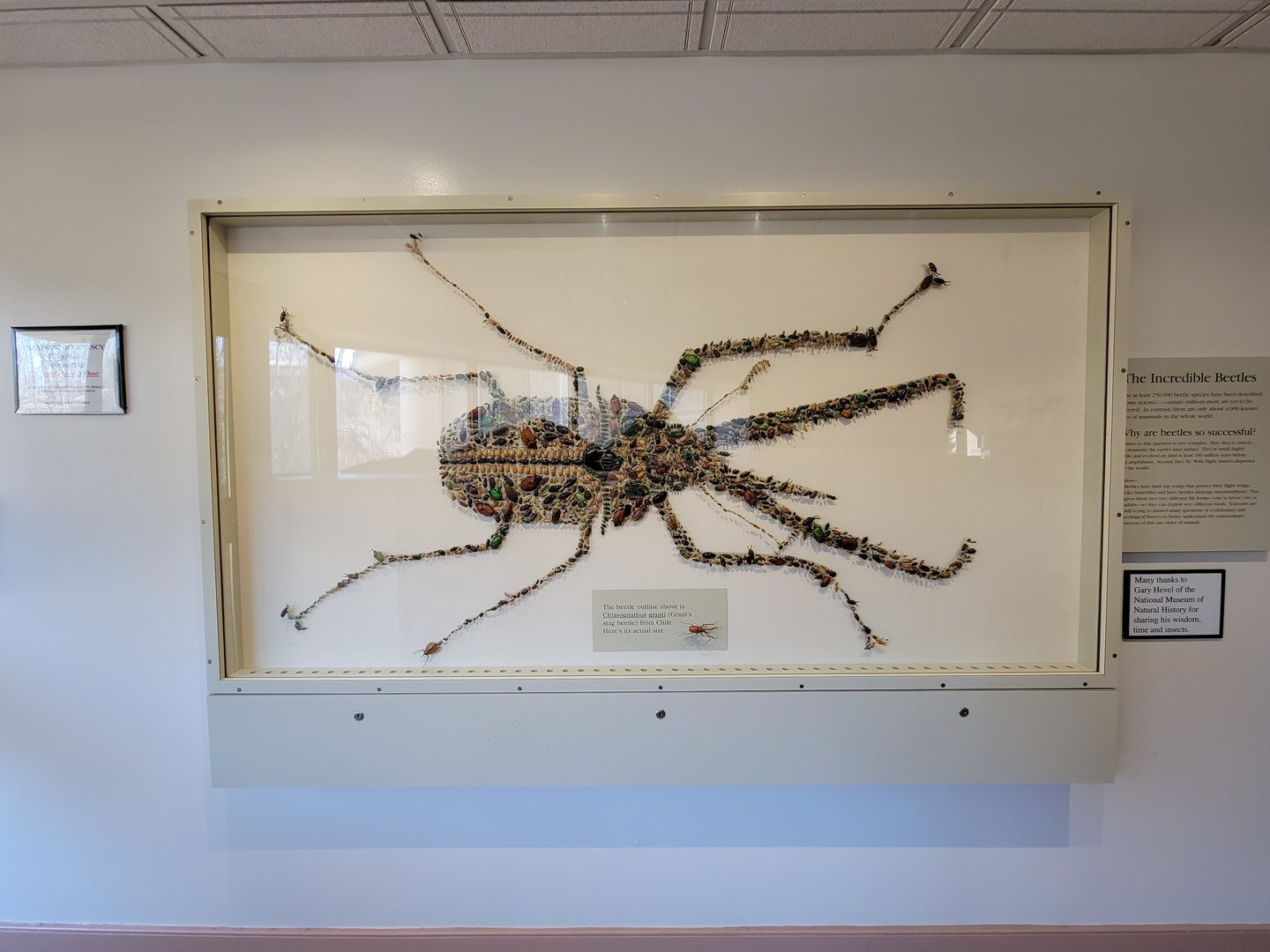 Smithsonian 2/22 - Amazonia, The Incredible Beetles