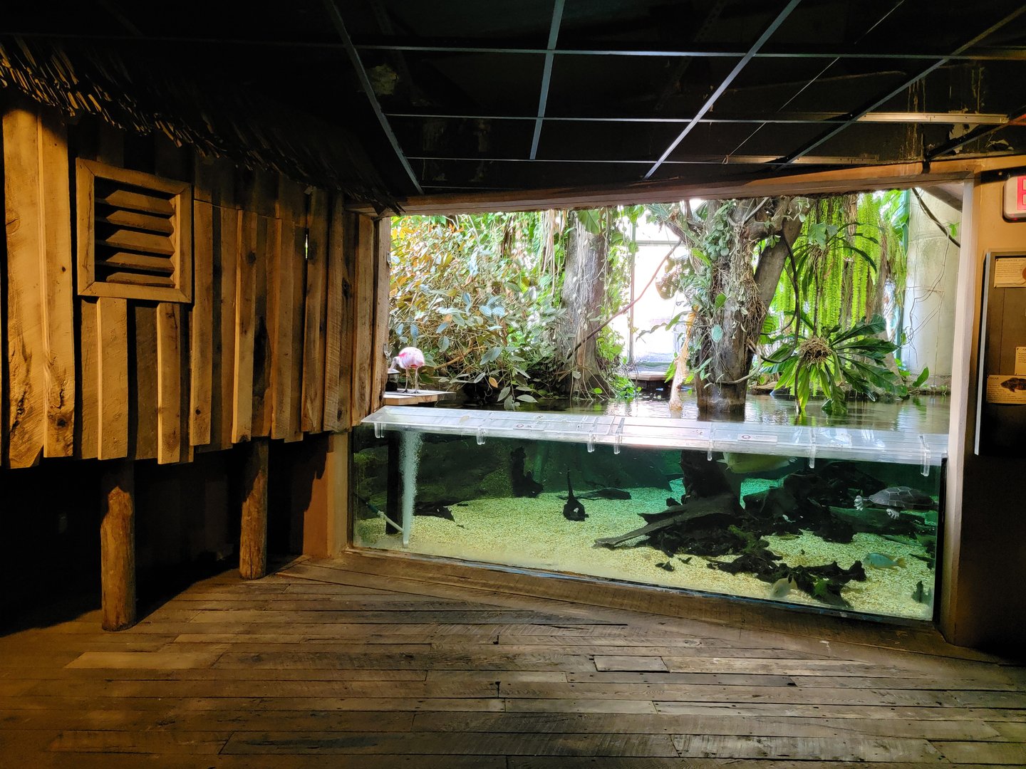 Smithsonian 2/22 - Amazonia, turtle and ray pool, side view