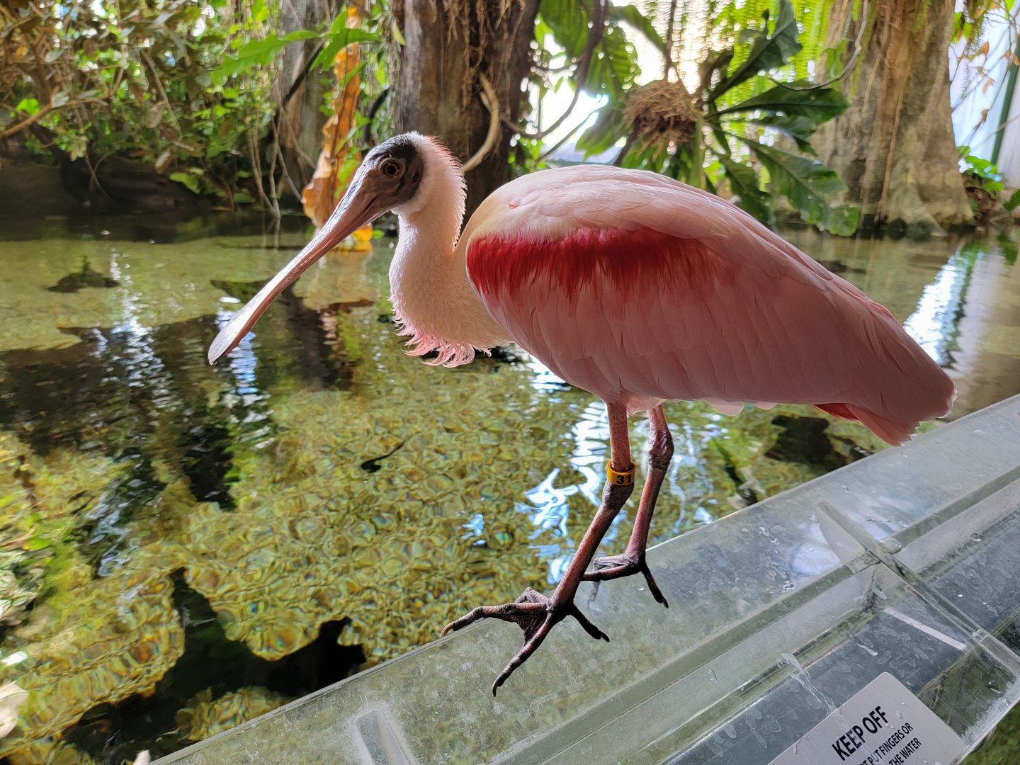 Smithsonian 2/22 - Amazonia, turtle and ray pool