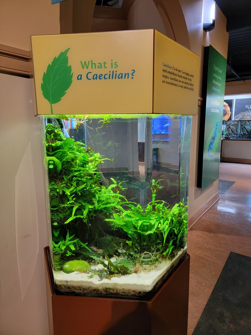 Smithsonian 2/22 - Amazonia, Typhlonectes natans caecilian