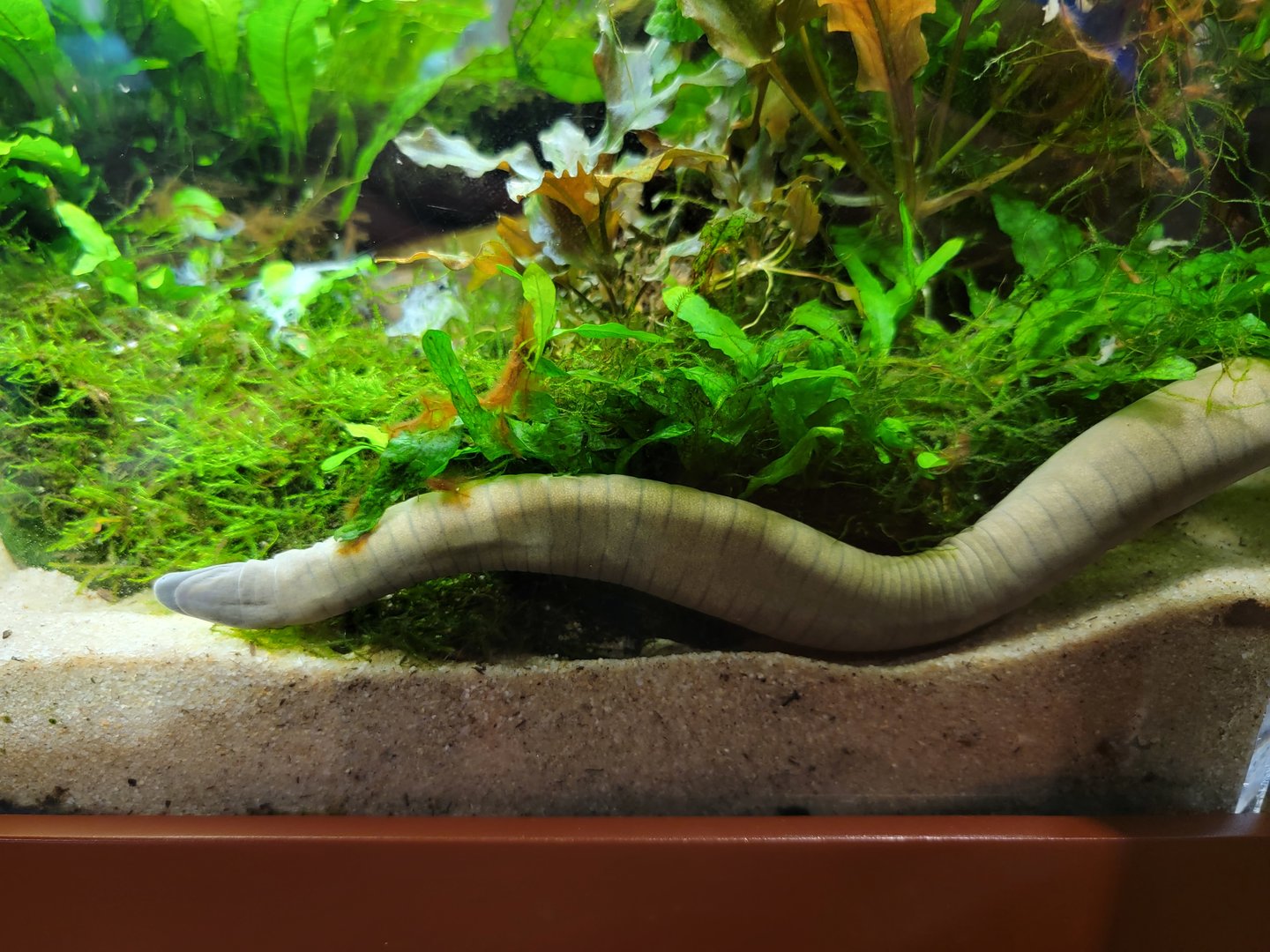 Smithsonian 2/22 - Amazonia, Typhlonectes natans caecilian