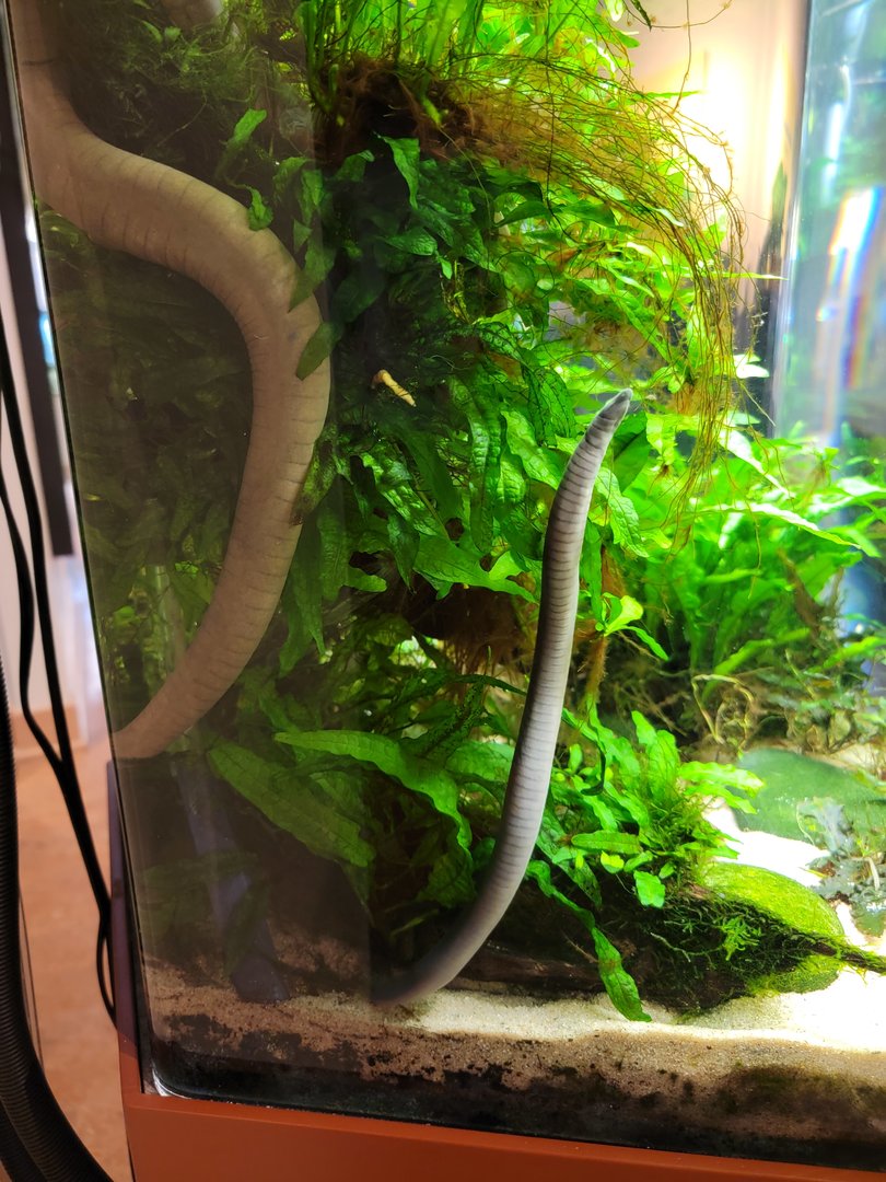 Smithsonian 2/22 - Amazonia, Typhlonectes natans caecilian