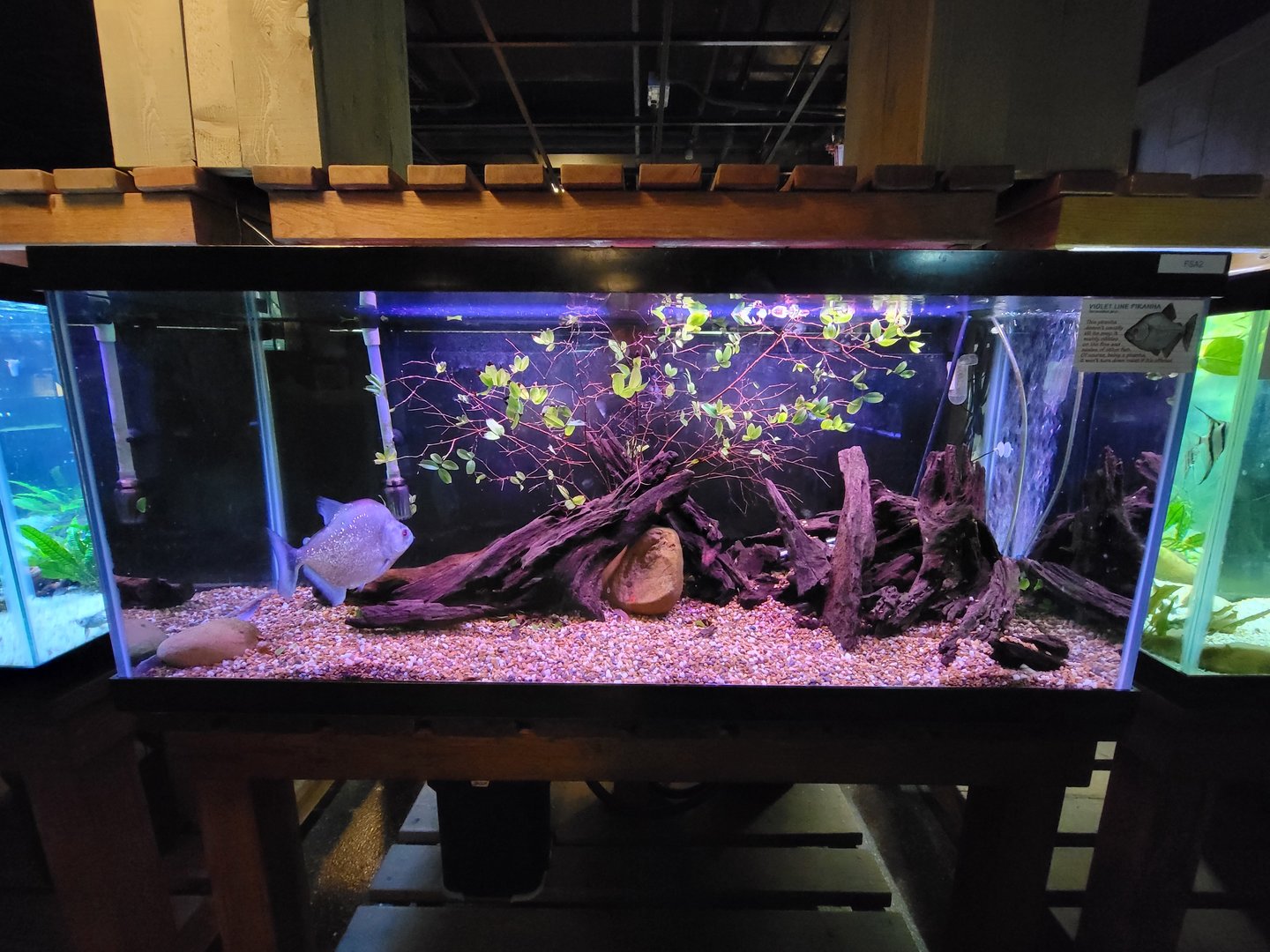 Smithsonian 2/22 - Amazonia, violet line piranha