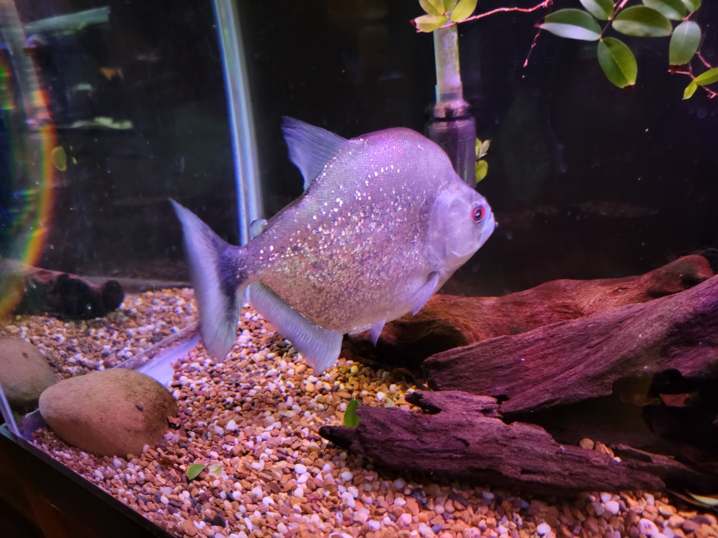 Smithsonian 2/22 - Amazonia, violet line piranha