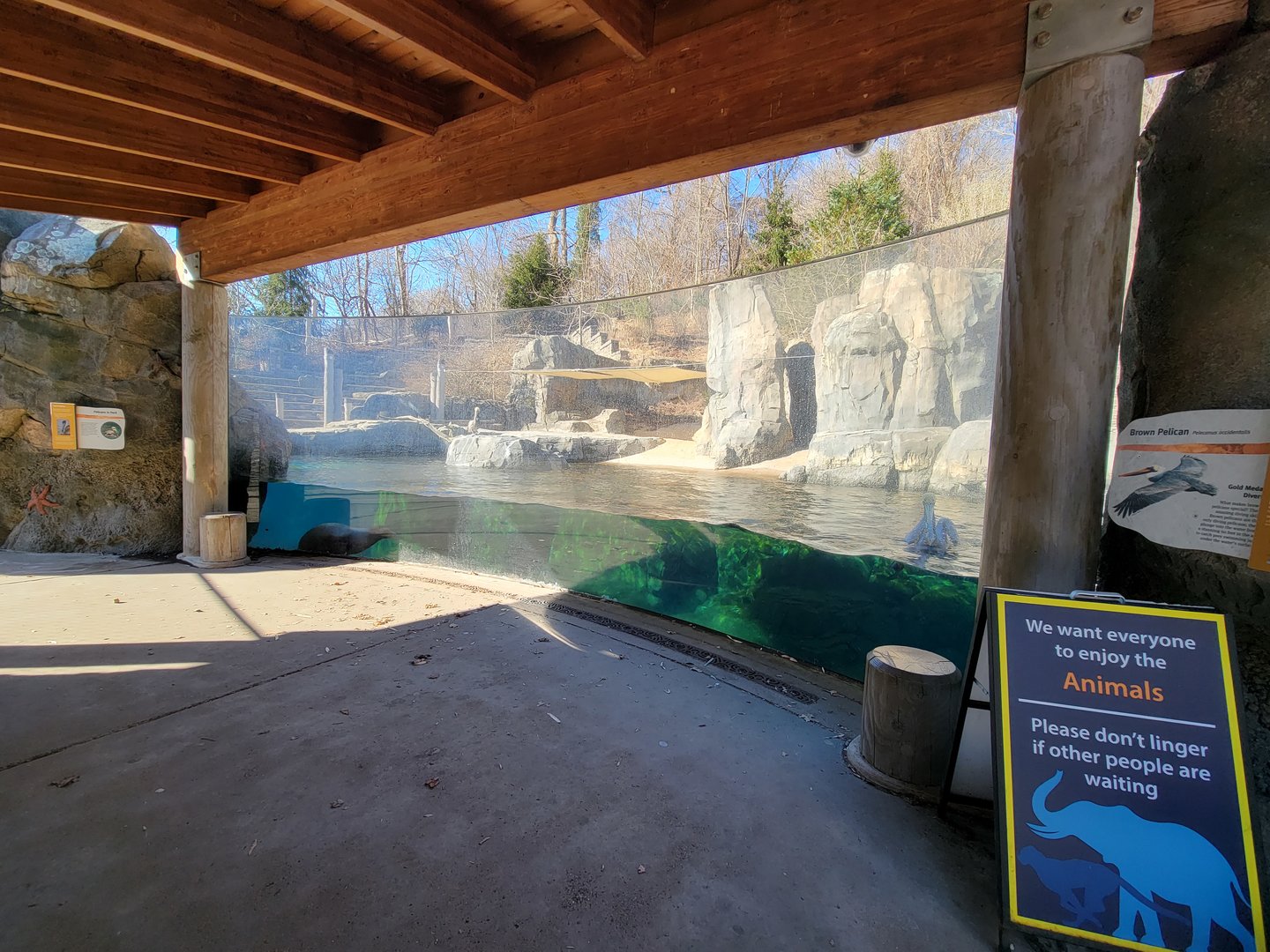 Smithsonian 2/22 - America Trail, California sea lion mid-level viewing window