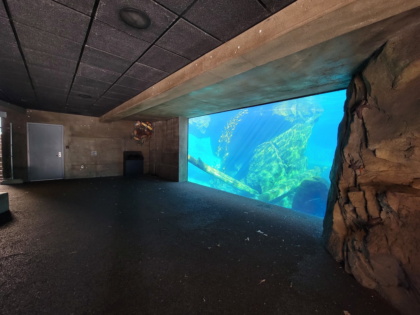 Smithsonian 2/22 - America Trail, California sea lion underwater viewing