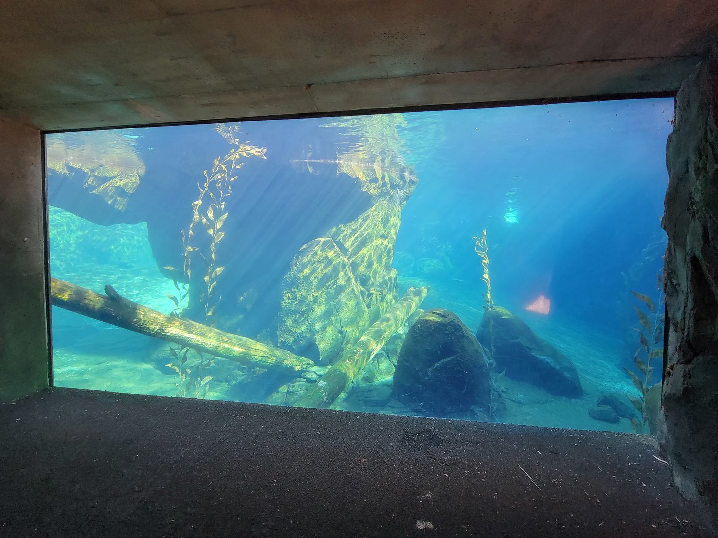 Smithsonian 2/22 - America Trail, California sea lion underwater viewing