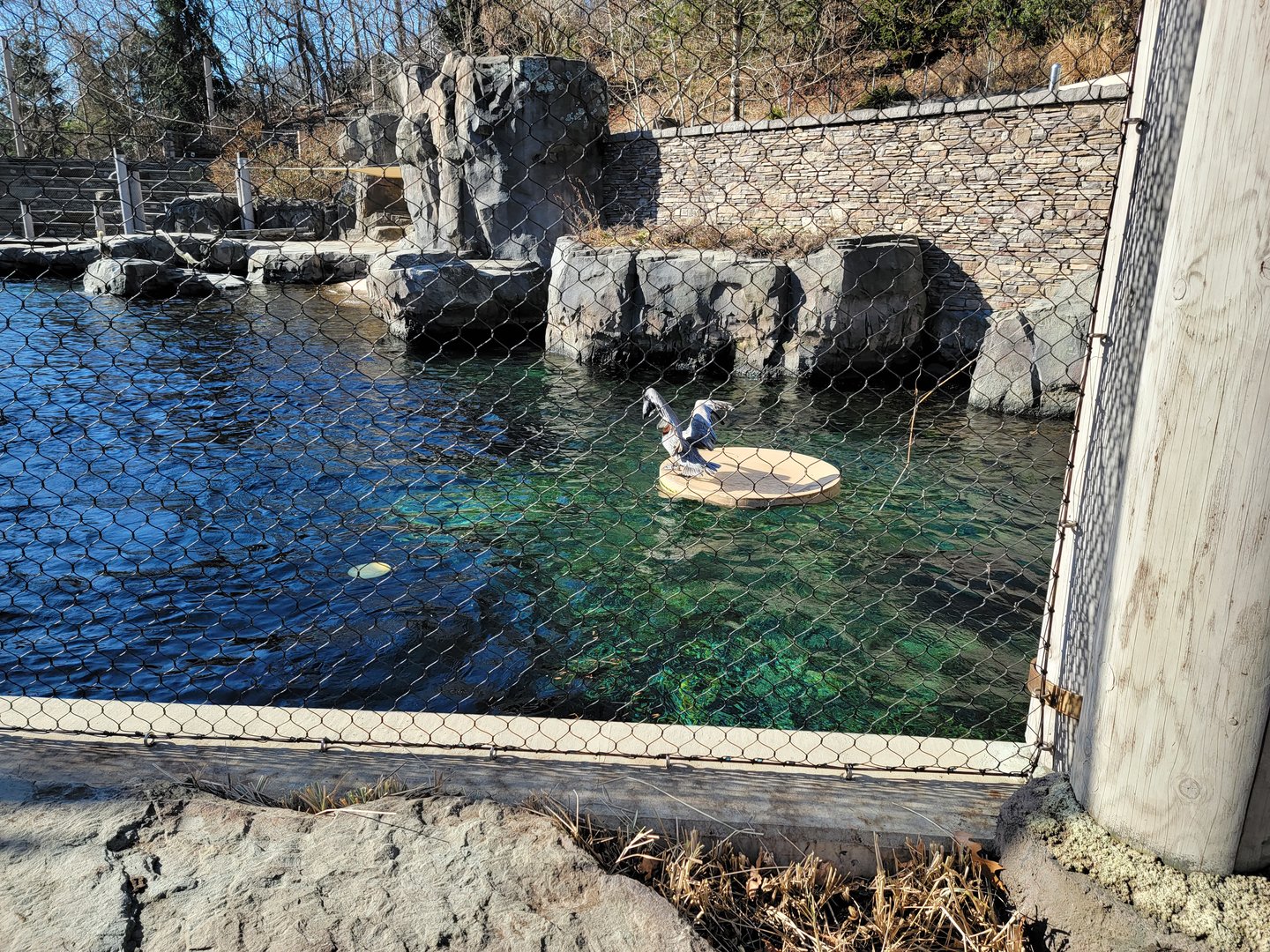 Smithsonian 2/22 - America Trail, California sea lions and brown pelicans