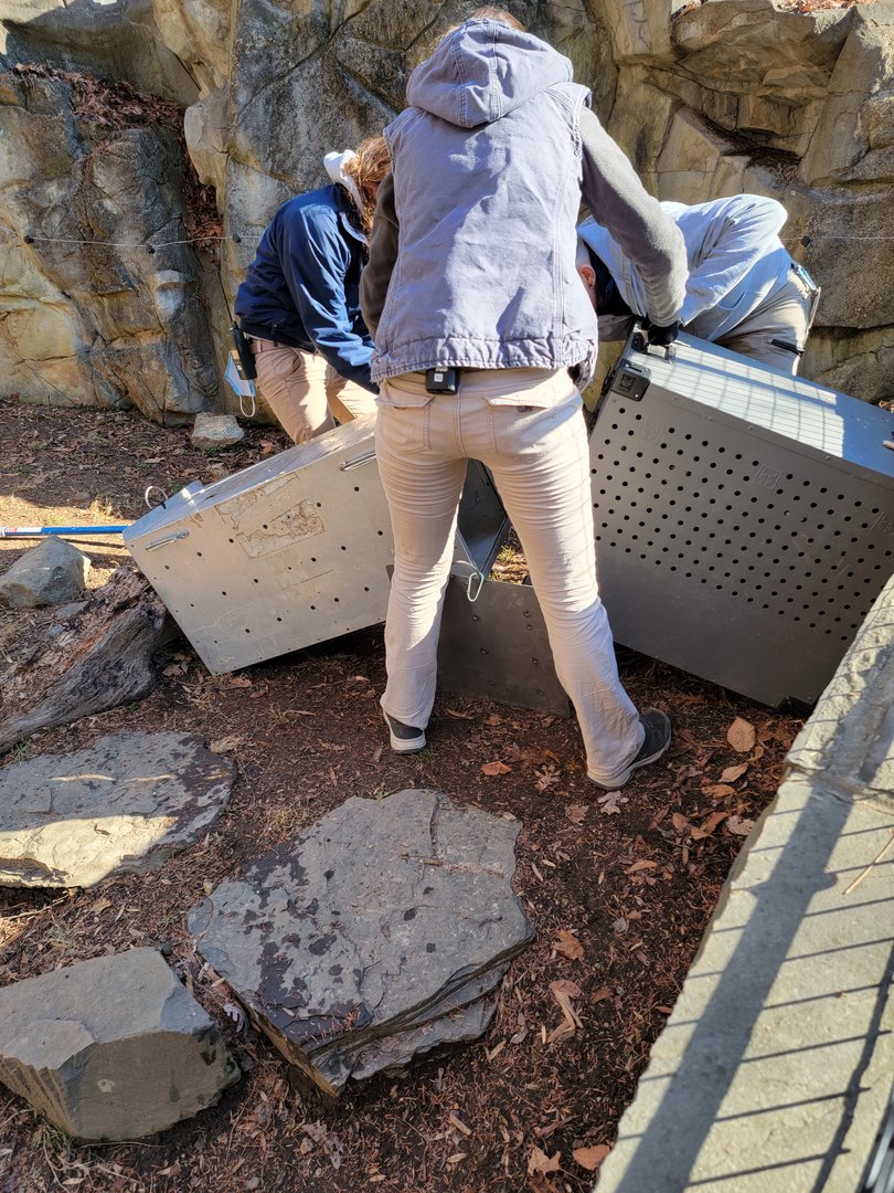 Smithsonian 2/22 - America Trail, how to get a beaver into the correct carrier :)