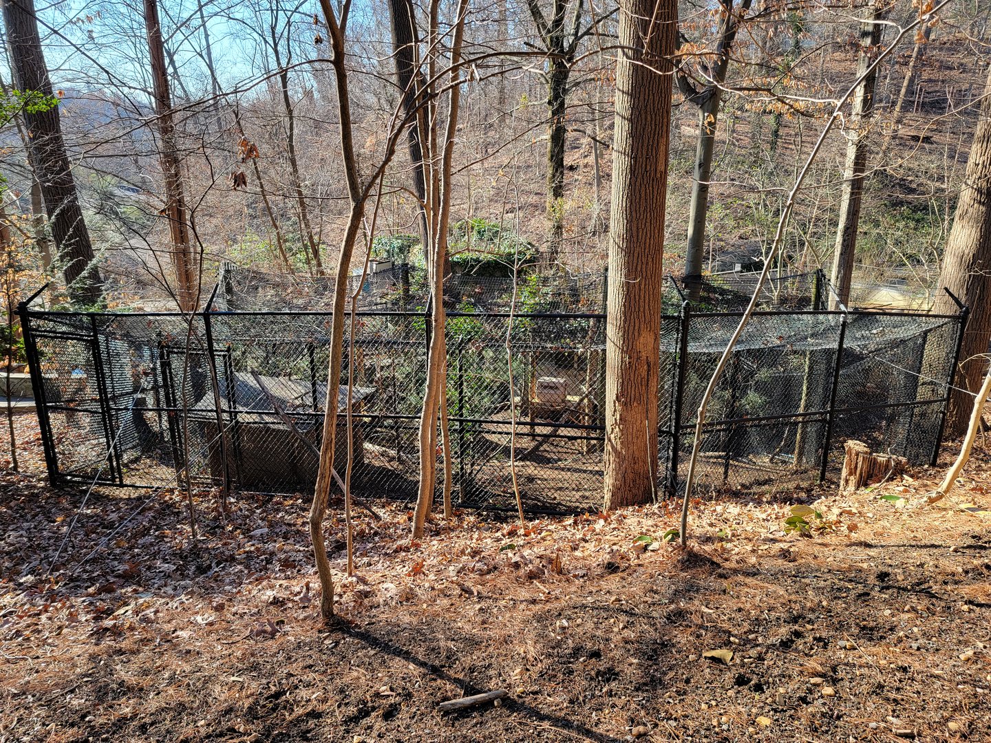 Smithsonian 2/22 - America Trail, ravens from above