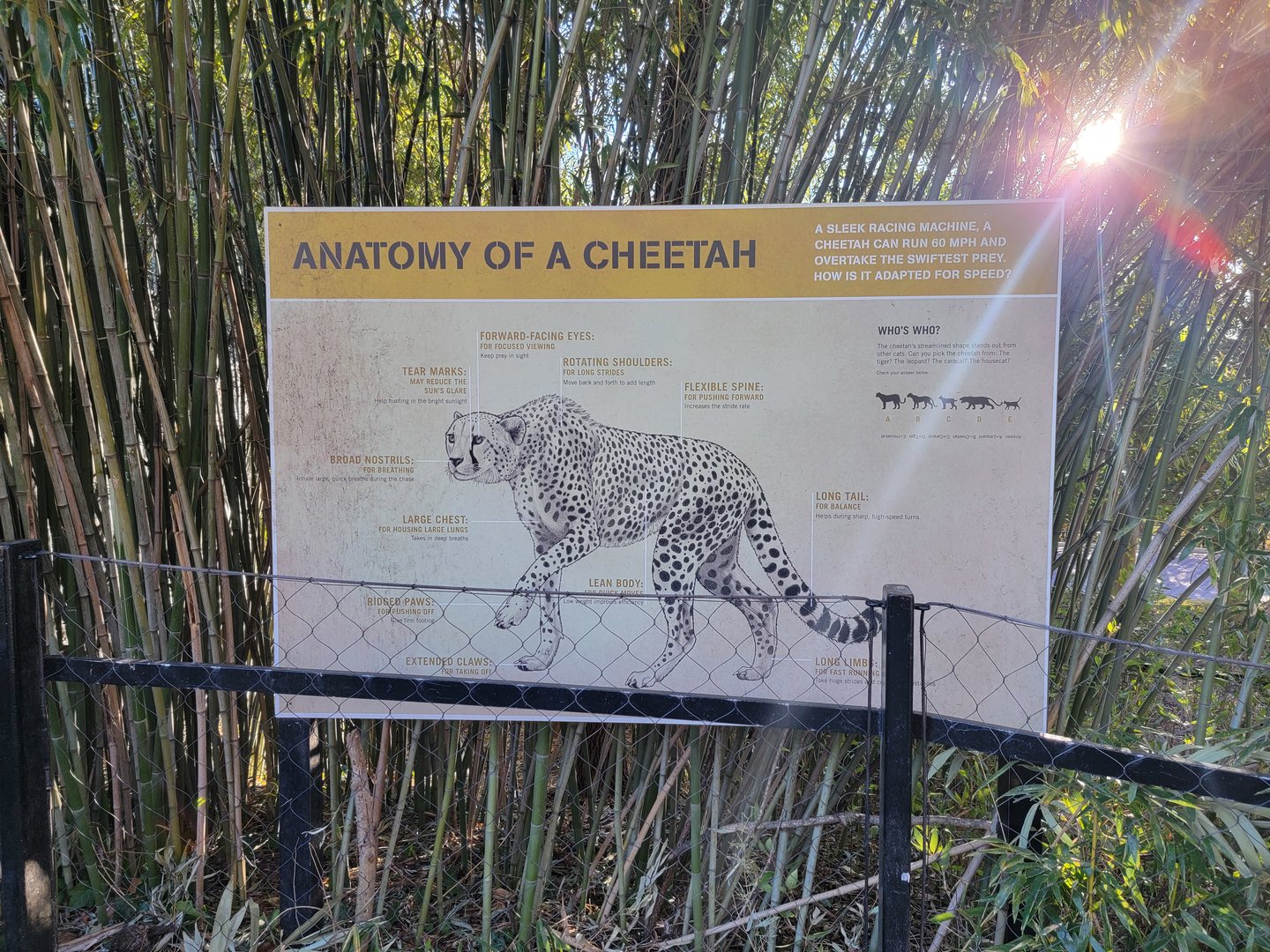 Smithsonian 2/22 -  Anatomy of a Cheetah