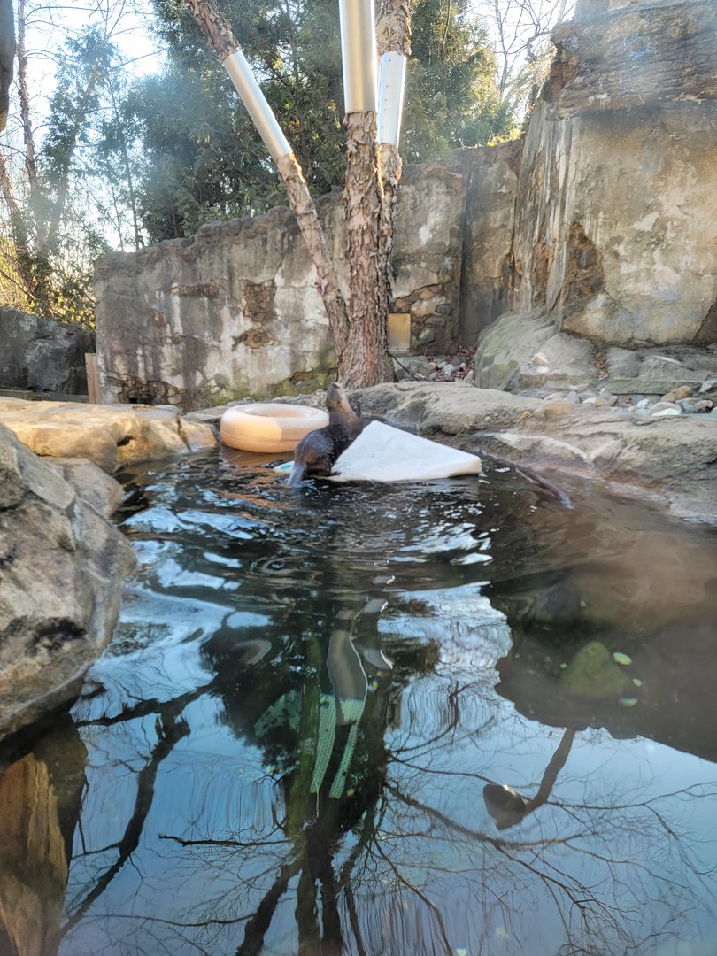 Smithsonian 2/22 - Asia Trail, Asian small-clawed otters