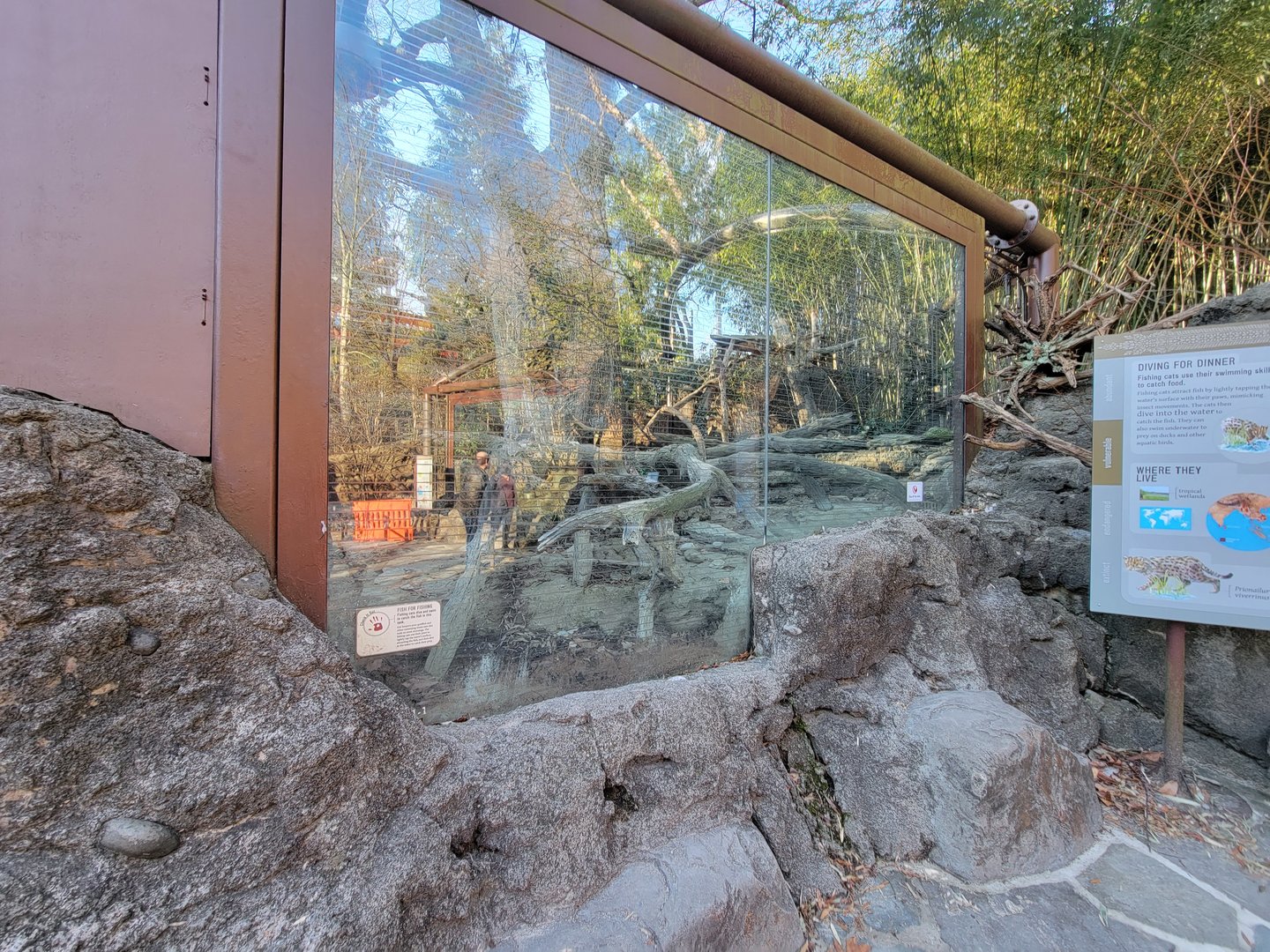 Smithsonian 2/22 - Asia Trail, fishing cats and more glare