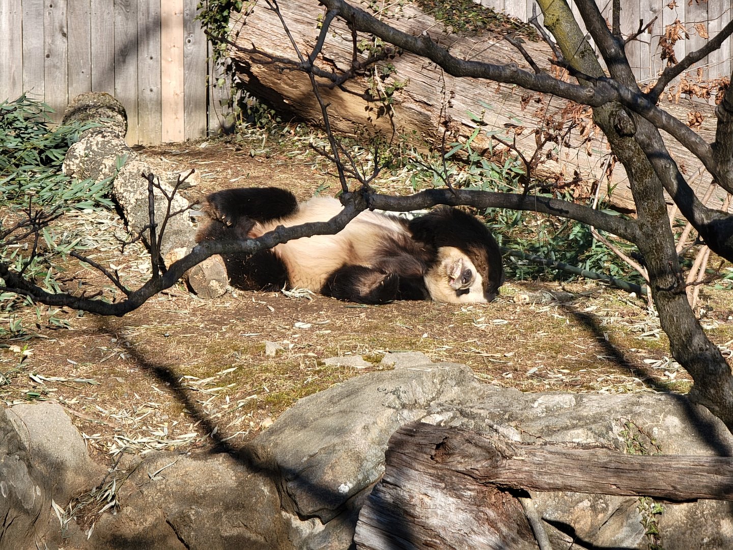 Smithsonian 2/22 - Asia Trail, giant panda Tian Tian