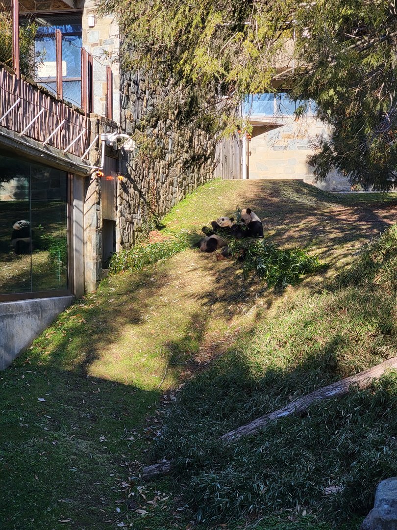 Smithsonian 2/22 - Asia Trail, giant pandas Mei Xiang and baby Xiao Qi Ji eating