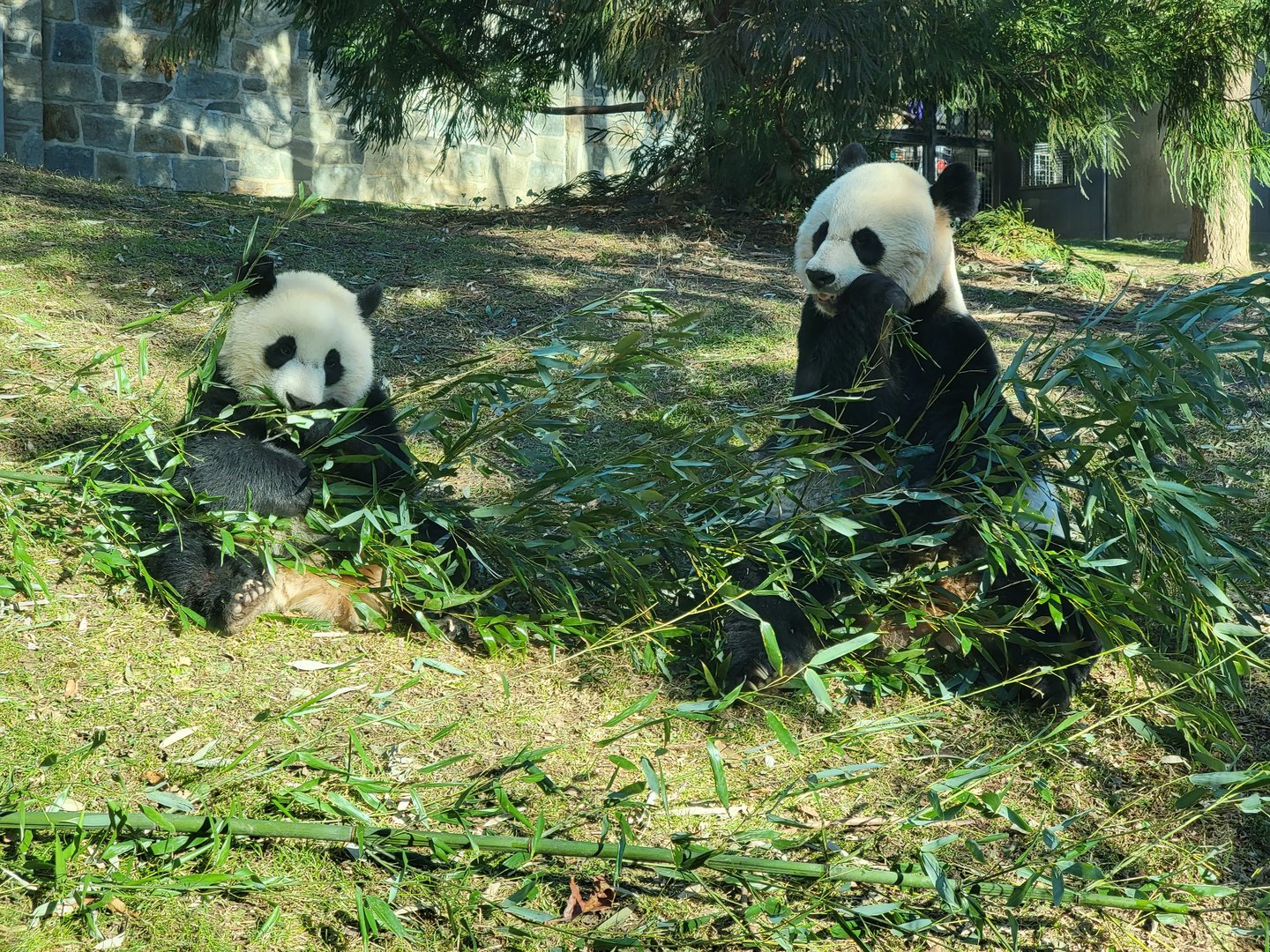 Smithsonian 2/22 - Asia Trail, giant pandas Mei Xiang and baby Xiao Qi Ji eating