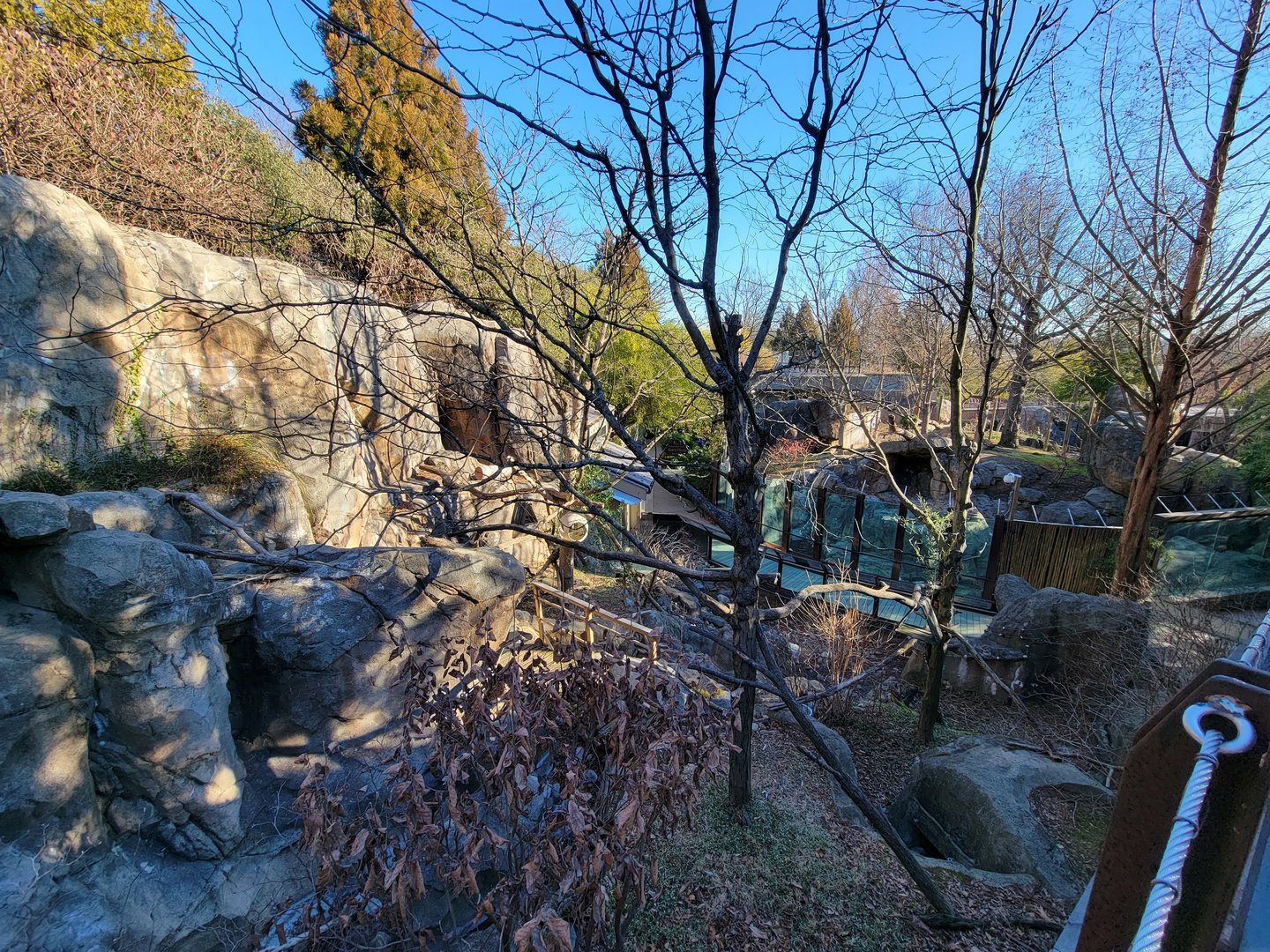 Smithsonian 2/22 - Asia Trail, red pandas