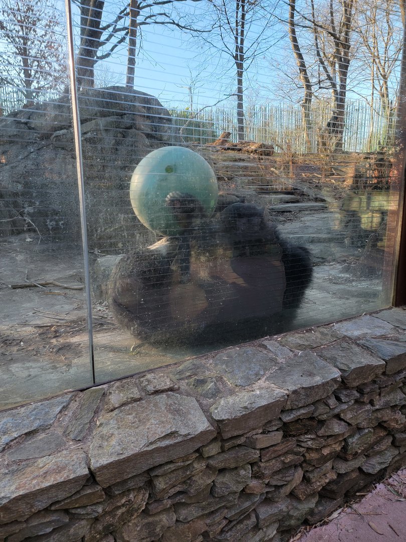 Smithsonian 2/22 - Asia Trail, sloth bear fun time!