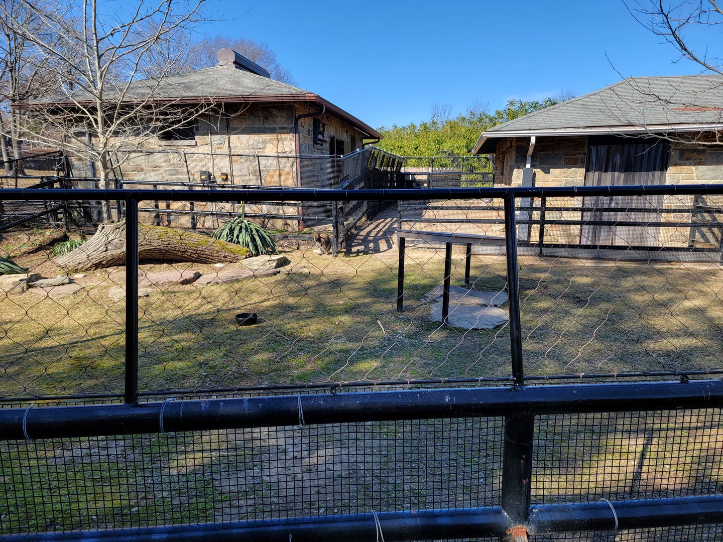 Smithsonian 2/22 - Bennett's wallaby
