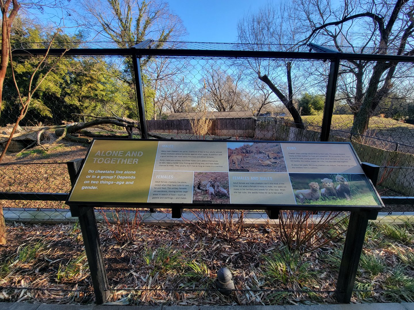 Smithsonian 2/22 -  Cheetahs, alone or in a group?