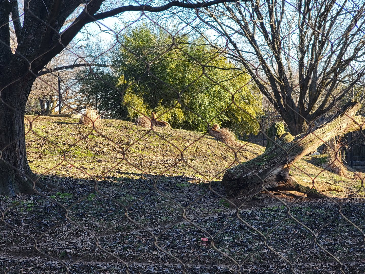 Smithsonian 2/22 -  Main/corner cheetah yard, grasses or cats?