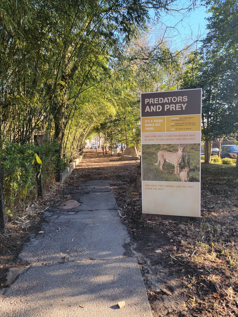 Smithsonian 2/22 -  Main/corner cheetah yard, Predator and Prey