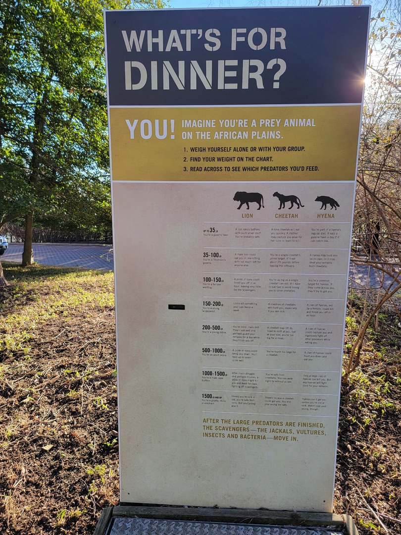 Smithsonian 2/22 -  Main/corner cheetah yard, What's for Dinner?