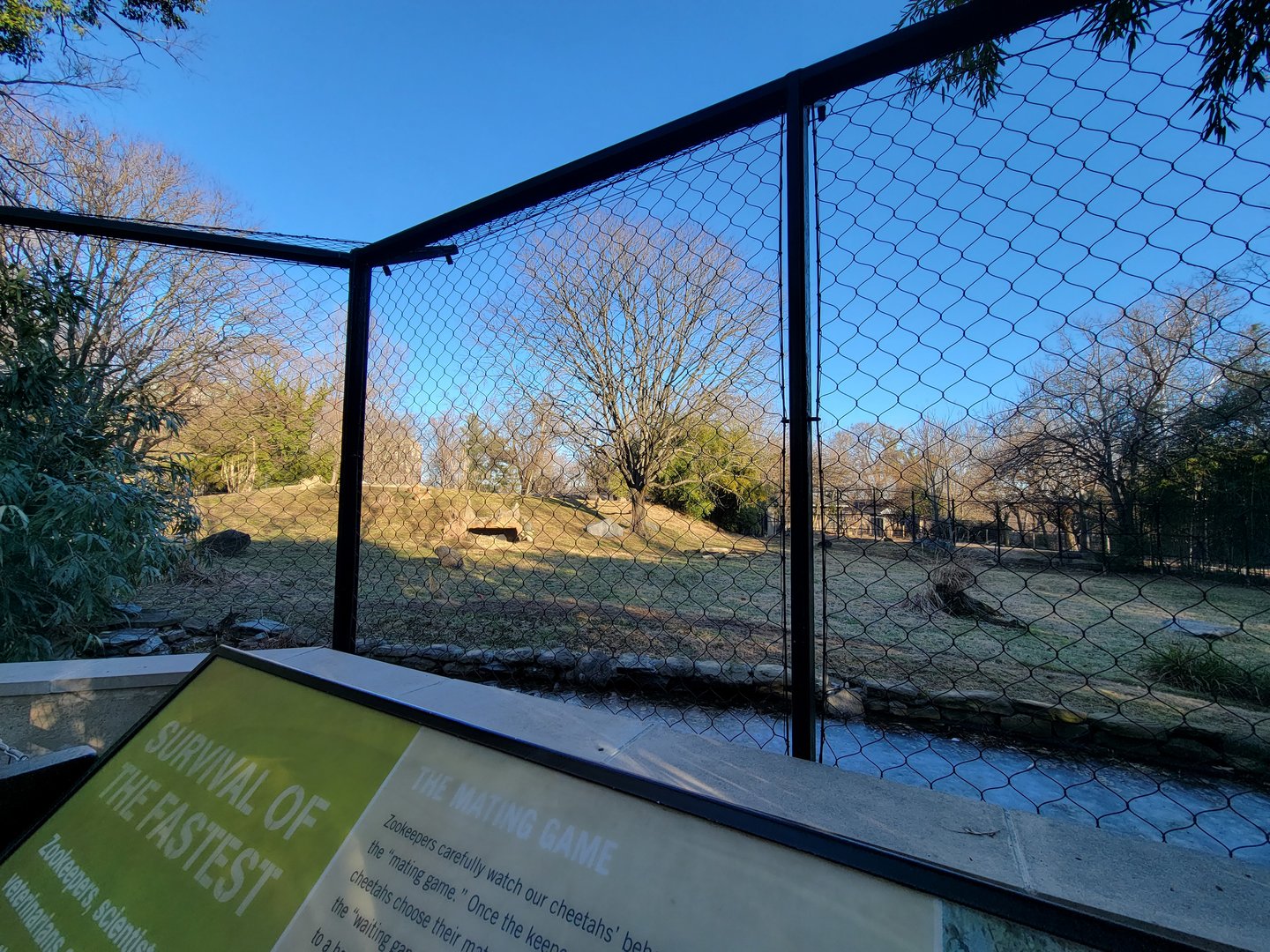 Smithsonian 2/22 -  Main/corner cheetah yard