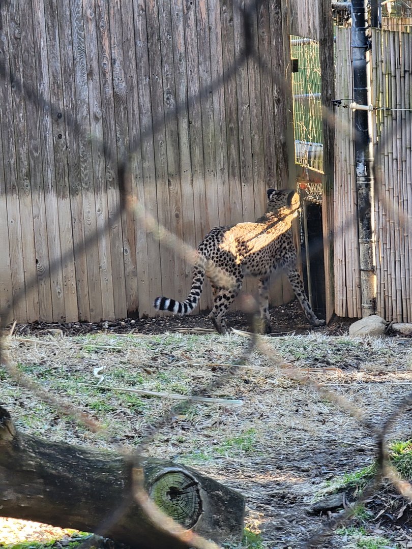 Smithsonian 2/22 -  Middle cheetah yard, door to inside