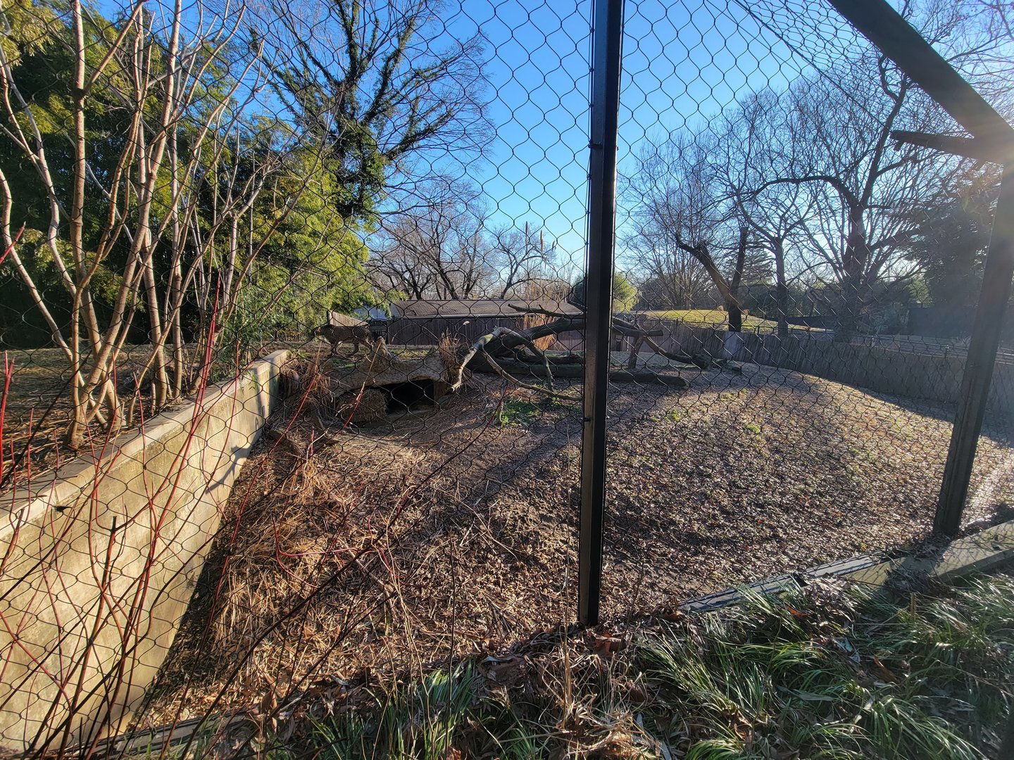 Smithsonian 2/22 -  Middle cheetah yard