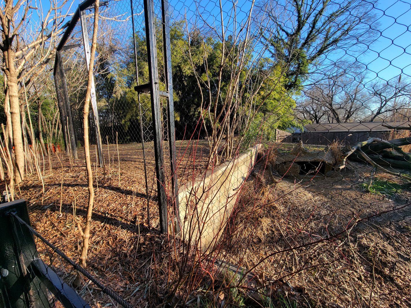 Smithsonian 2/22 -  Middle cheetah yard