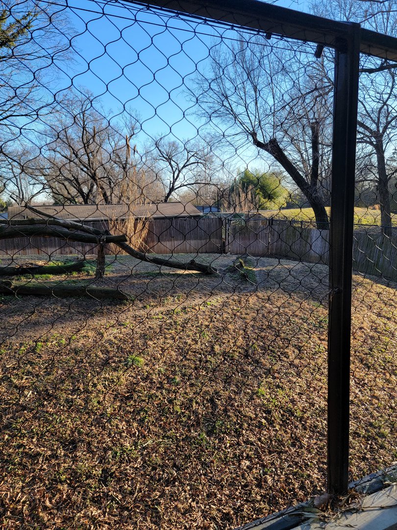 Smithsonian 2/22 -  Middle cheetah yard