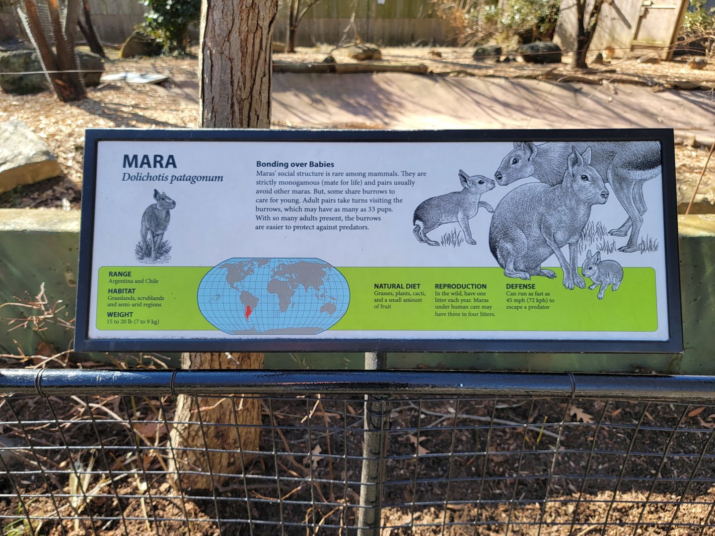 Smithsonian 2/22 - Patagonian mara