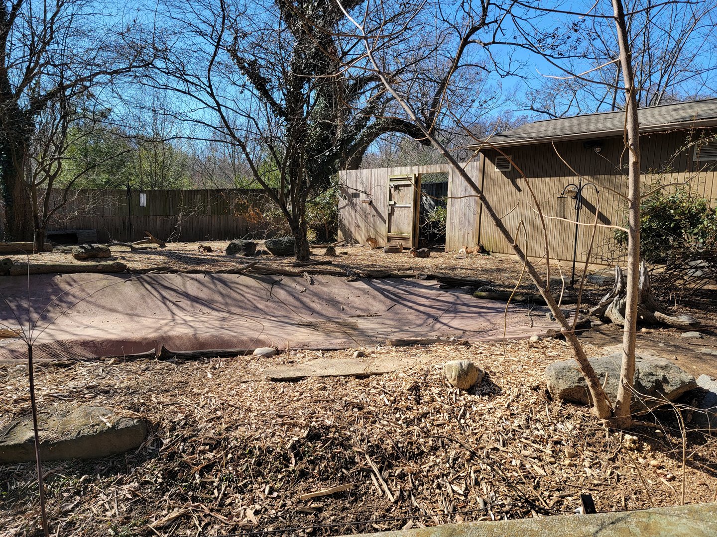 Smithsonian 2/22 - Patagonian mara